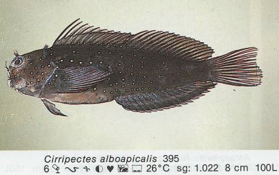 Cirripectes alboapicalis